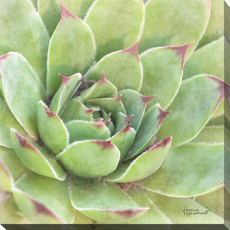«Garden Succulents IV Color», reproduction de photo, H 28 po x l 28 po x P 1,5 po, Toile tendue