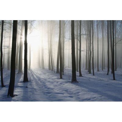 Path In Winter Forest by Aniszewski - Wrapped Canvas Print