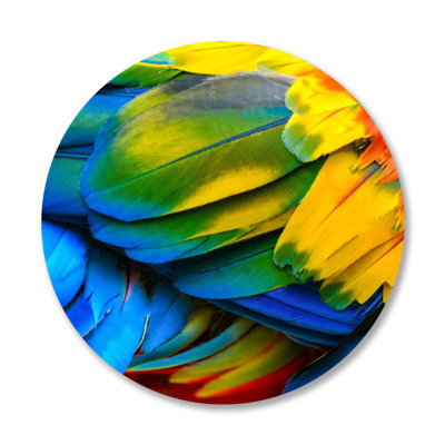 Rainbow Feathers One - photographie non encadrée