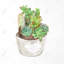 Décoration de toile de cactus dans un pot - feuilles exotiques