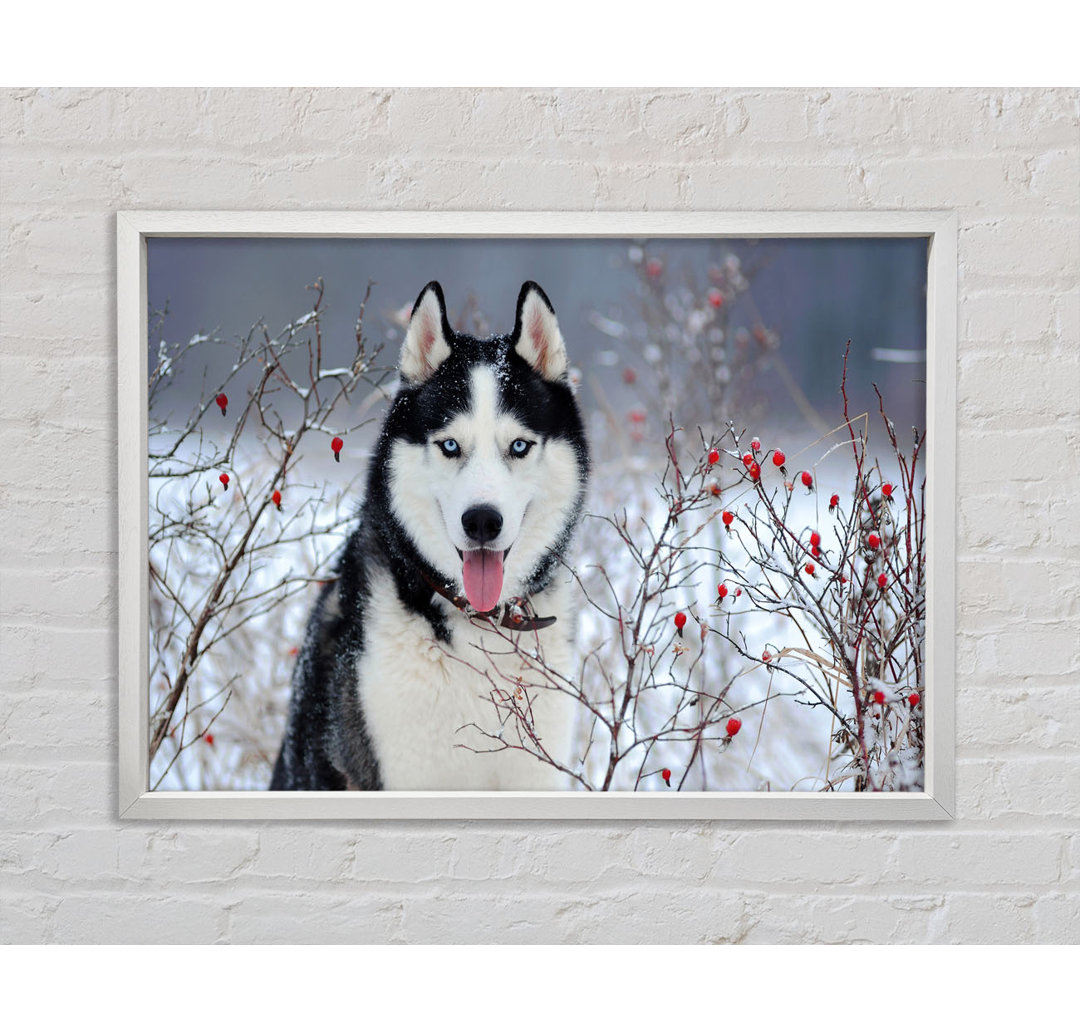 Husky Hund im Winter - Druck