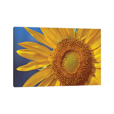 Common Sunflower Flower, North America by Tim Fitzharris - Wrapped Canvas Print