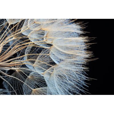 Dandelion by Ihsanyildizli