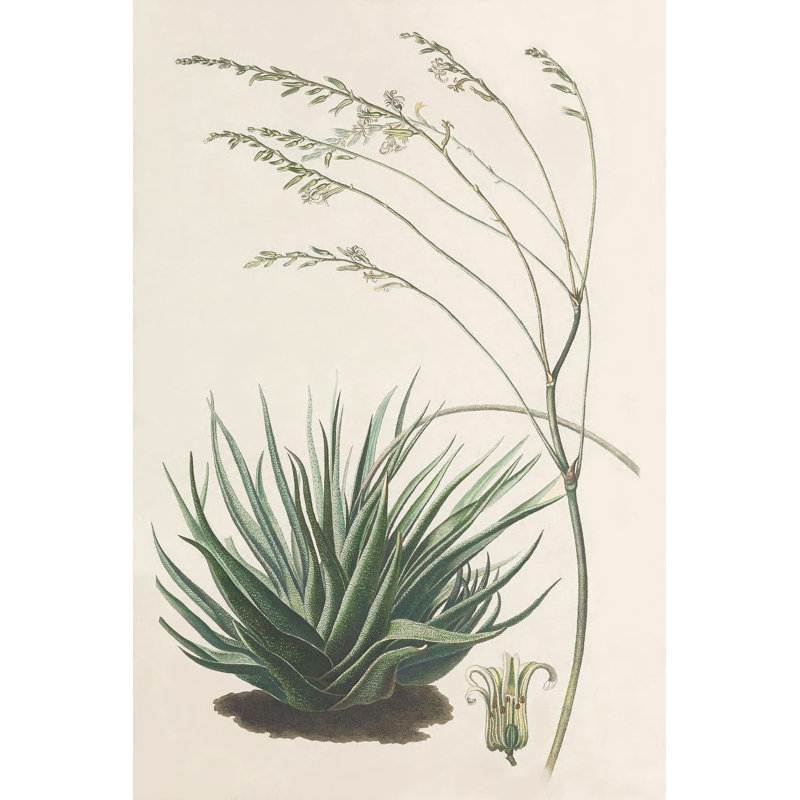 Agave Plant I - Wrapped Canvas Print, 76cm H x 51cm W x 3.8cm D