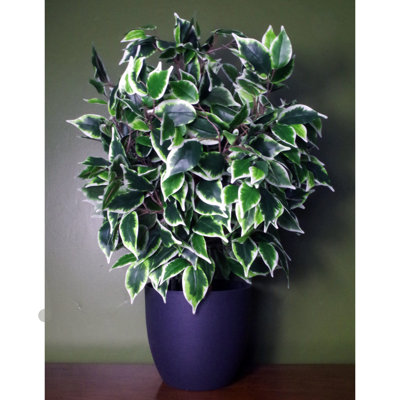 Anlin 60cm Faux Ficus Tree in Pot