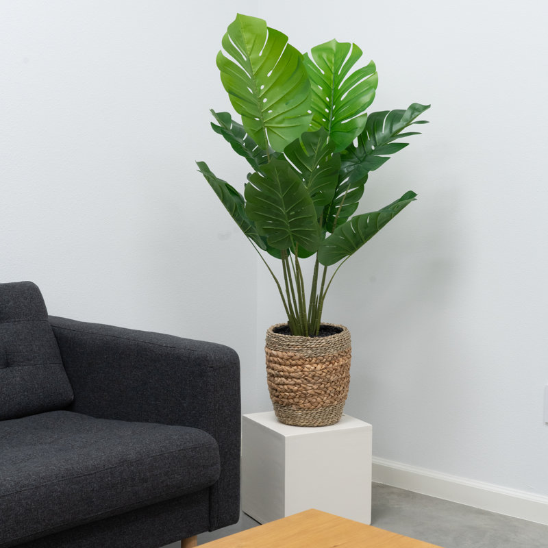 Monstera in Handwoven Basket