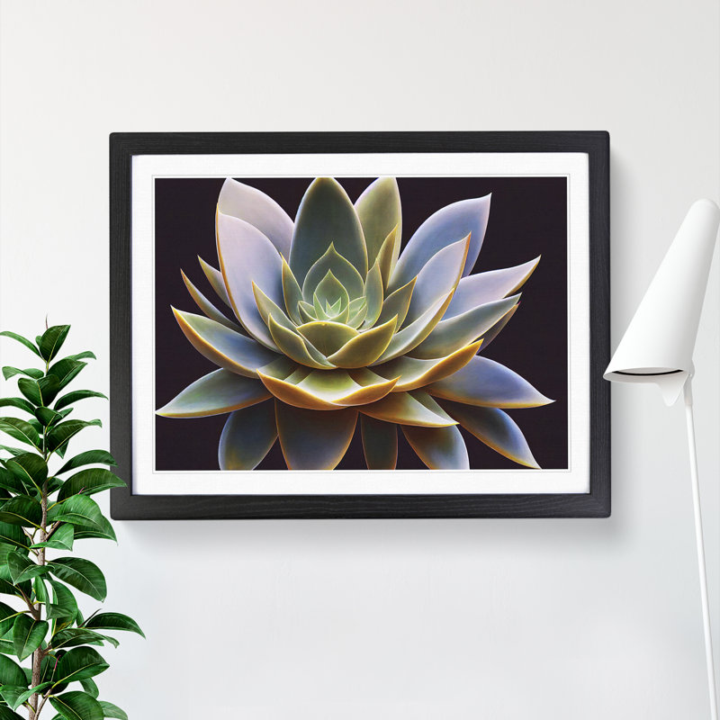 Compelling Succulent Plant - Single Picture Frame Print, Black, 46cm H x 64cm W x 2cm D
