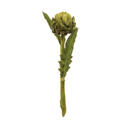 25-Inch Artichoke Stem