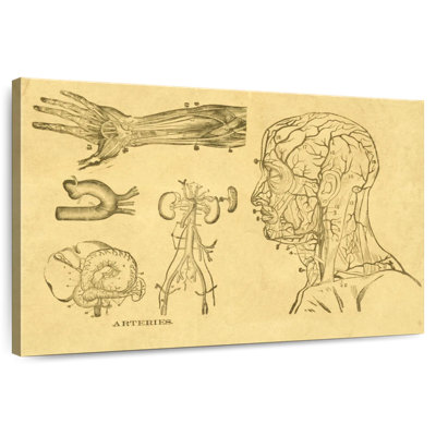 Alcaraz Human Arteries Sketch