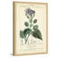 «Botanique Study in Lavender III», reproduction d'impression encadrée-21850445