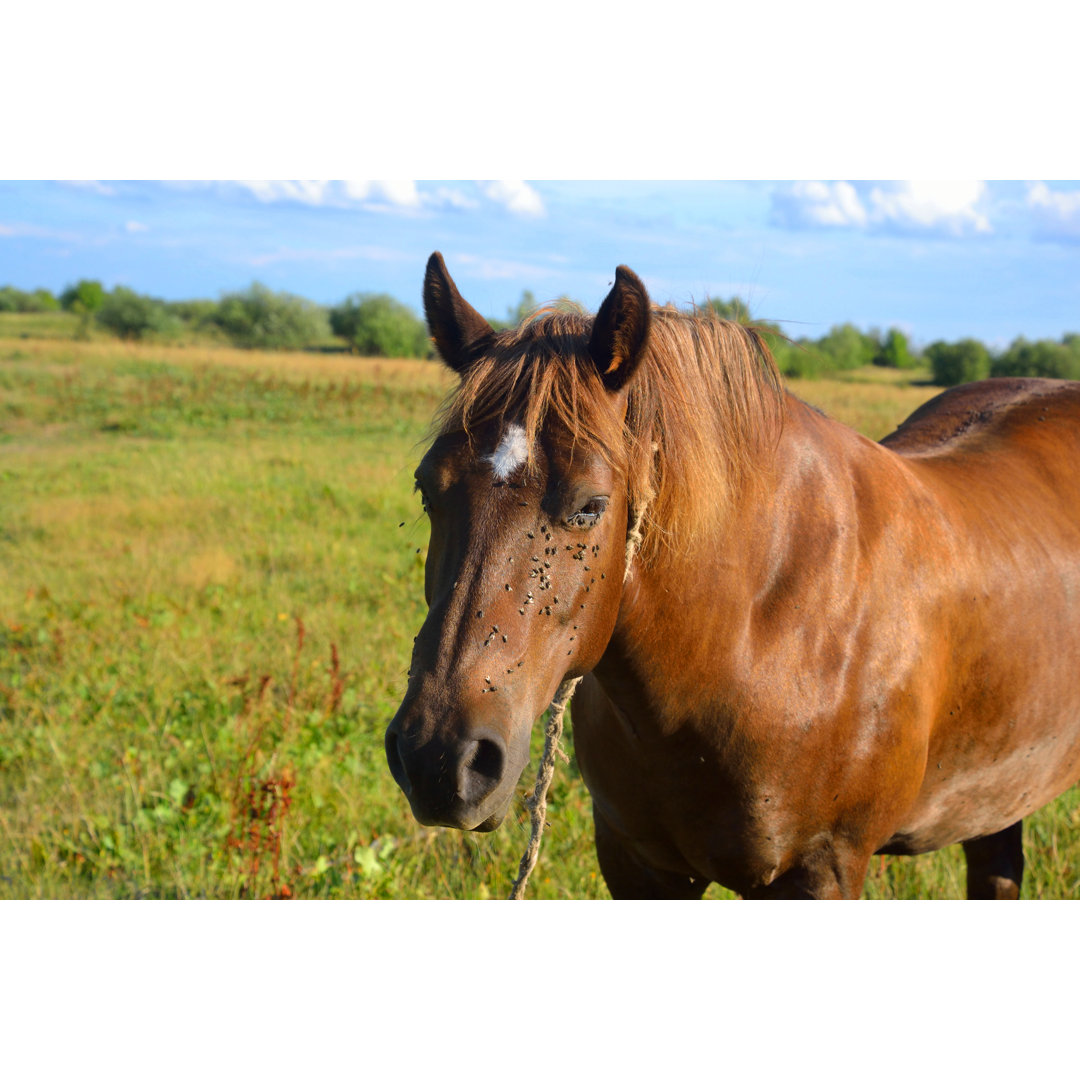 Portrait Of A Horse von Konstantinks - Leinwanddrucke