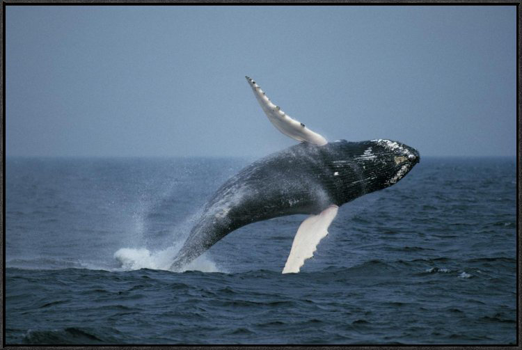 Whale shark christmas ornament
