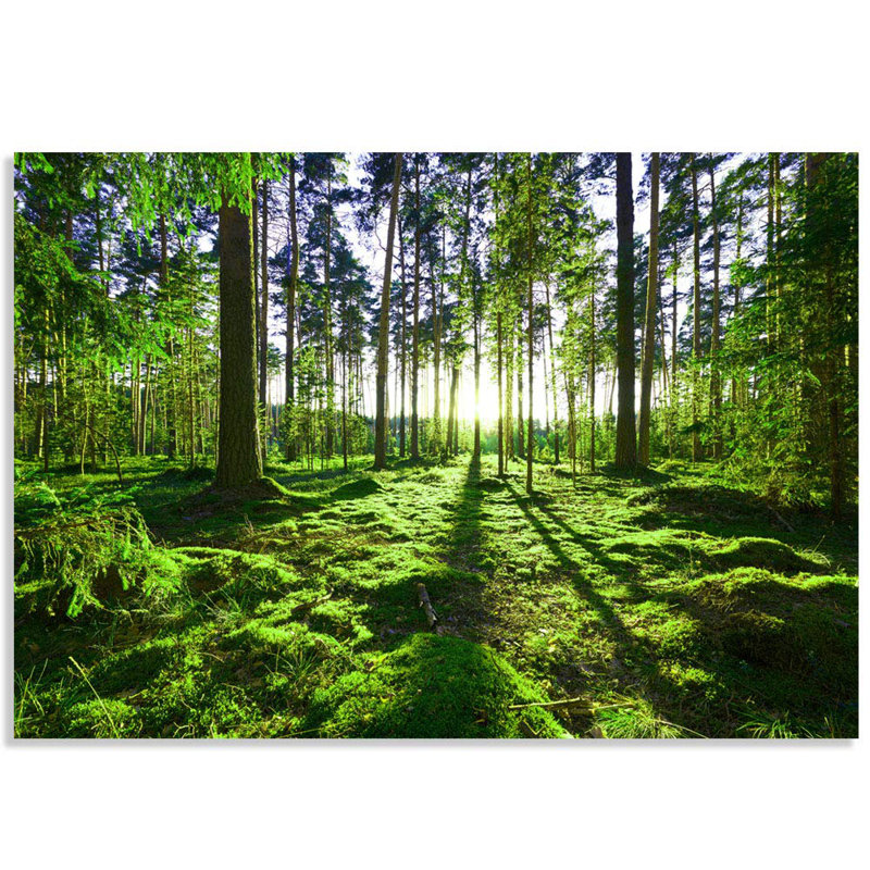 Murale à peindre Forest02, L 100 po x l 144 po