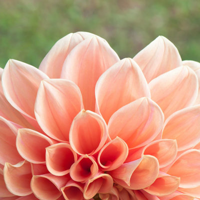 " Dahlia Flower " by Peangdao
