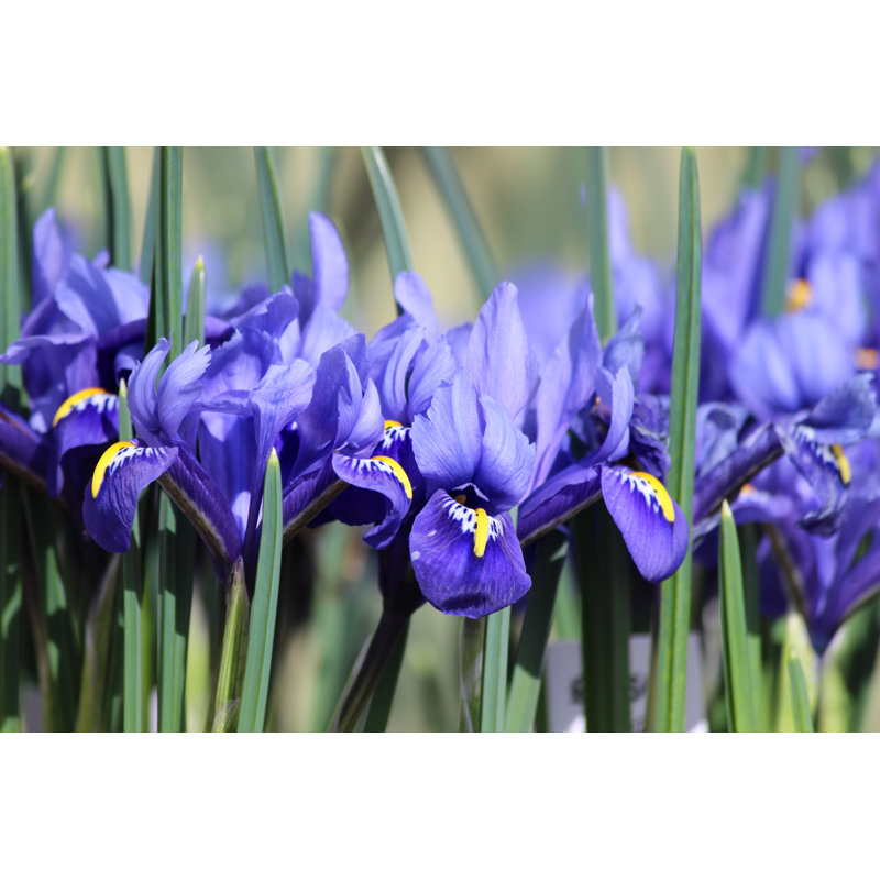 Image Of Iris Flowers Growing In Spring Garden Border by Mtreasure - Art Prints, 30cm H x 46cm W