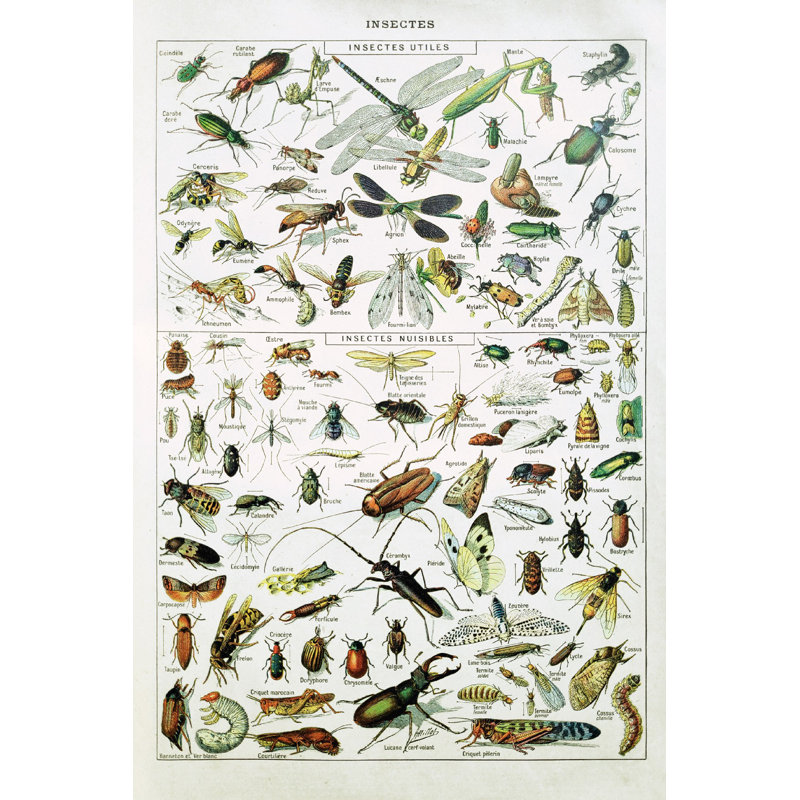 " 19Th Century Insects " by Gwengoat, 12" W x 18" H