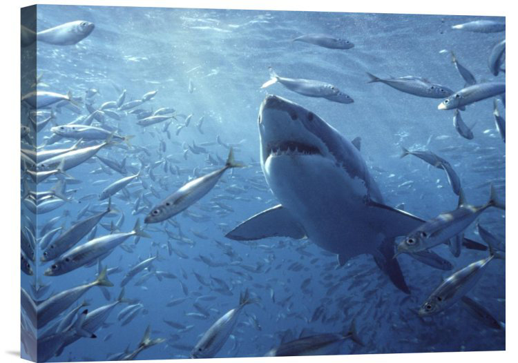 'Great White Shark with Schooling Fish, Neptune Islands, Australia Digitally Enhanced' Photographic Print East Urban Home