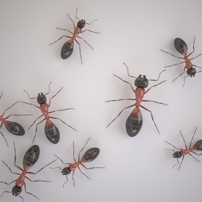 Emaleigh Ants par So_Illustrator