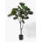 48'' Fiddle Leaf Fig Tree in Pot