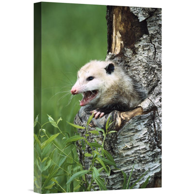 " North America 'Virginia Opossum Female Hissing From Tree Cavity' "
