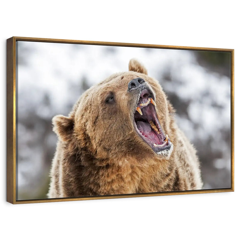 Grizzly rugissant, Cadre flottant doré, 37 po x 25 po