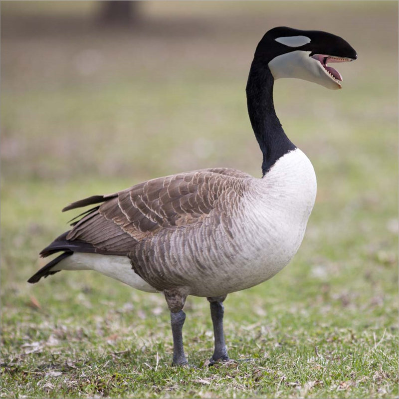 " Orcuse " by Pixelmated Animals