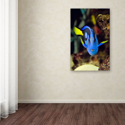 « perroquet fish » par kurt shaffer, reproduction de photo sur toile tendue