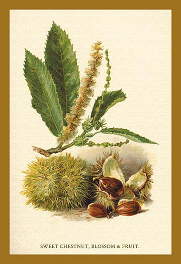 « châtaignier doux, fleurs et fruits » par w.h.j. boot, reproduction d’art, 30" H x 20" W