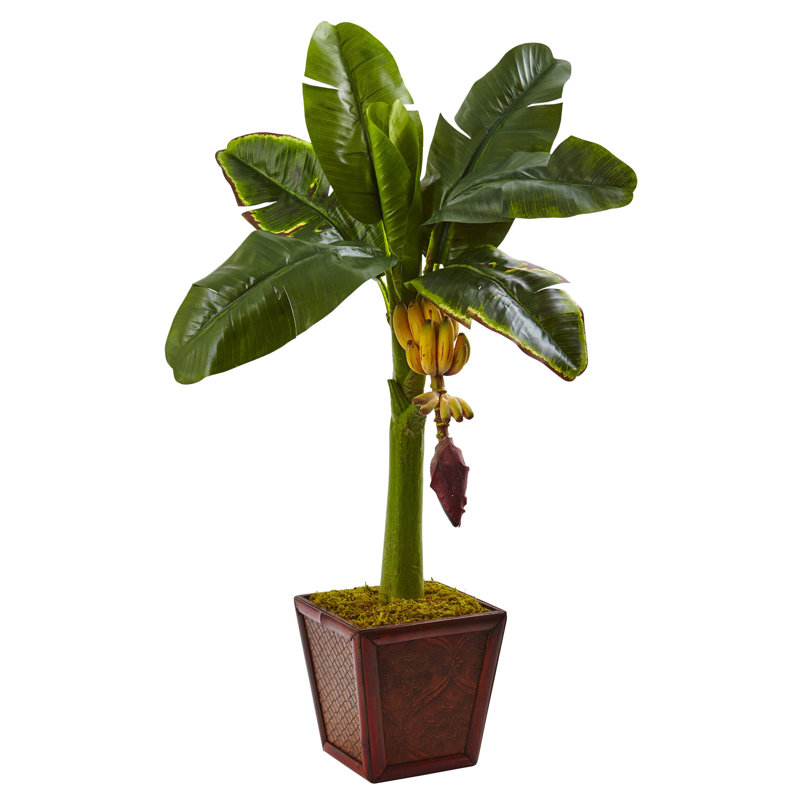 Bananier 28 po en pot