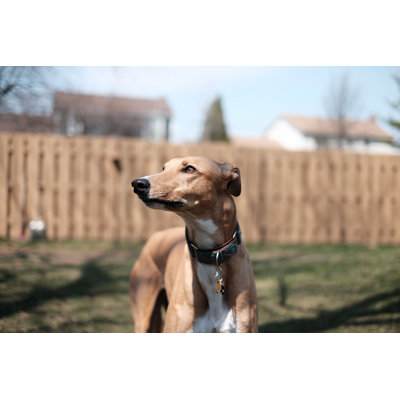 Greyhound by Halfpoint - Wrapped Canvas Print