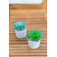 Succulent plante en pot 2 pièces
