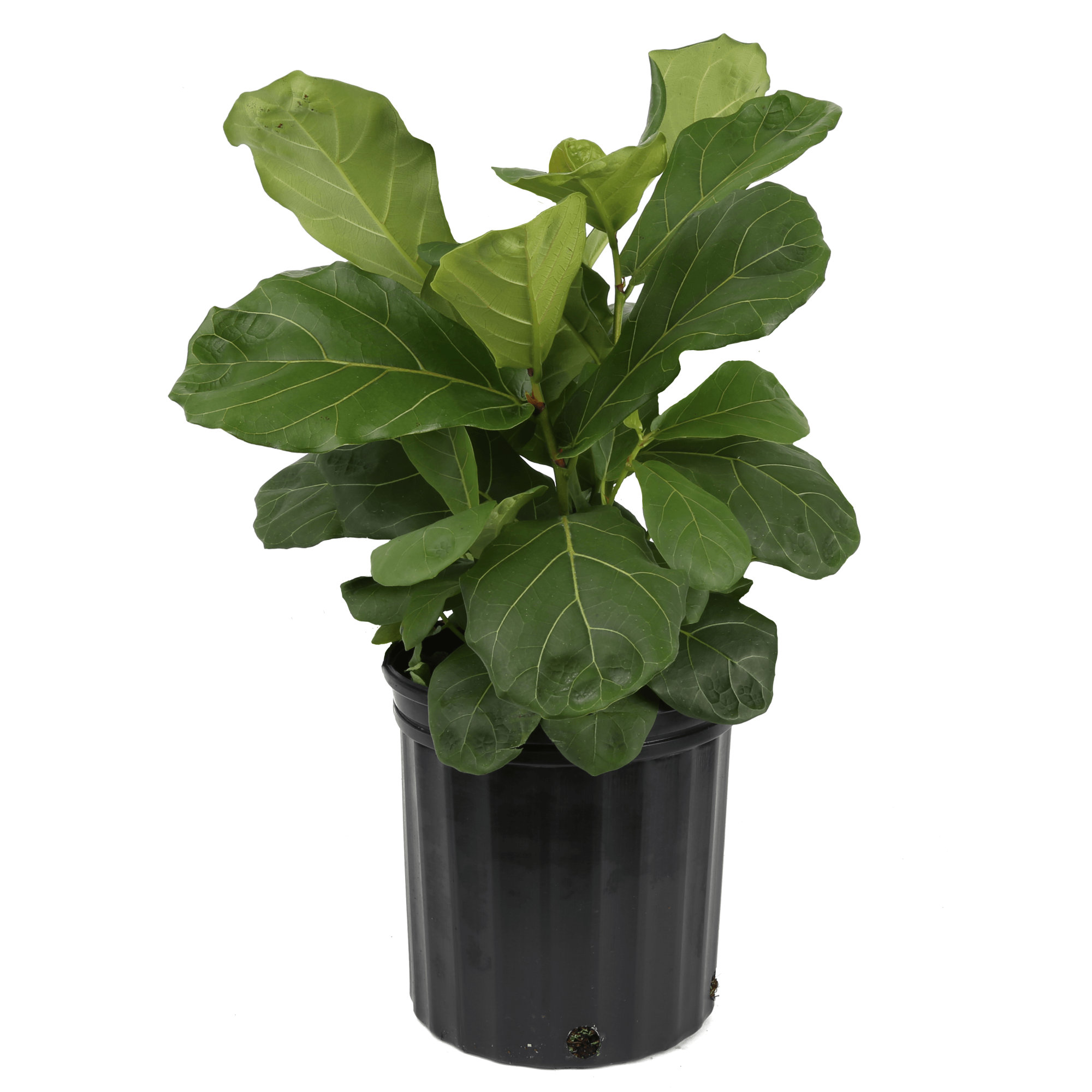 Costa Farms Indoor Fiddle Leaf Ficus Lyrata House Plant in Pot, 22" H x 10" W x 10" D