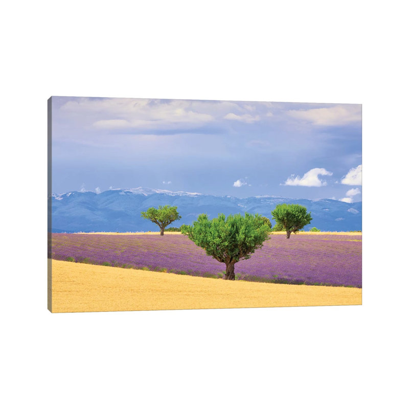 France, Provence, Valensole Plateau. Field Of Lavender And Trees. by Jaynes Gallery - Wrapped Canvas Print