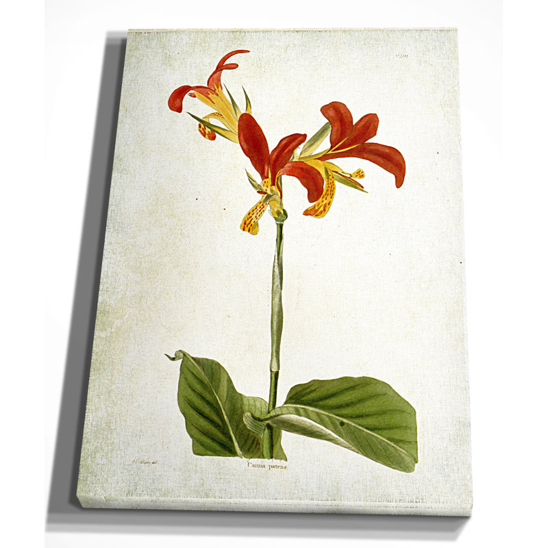 « botanique plate viii », reproduction d’impression sur toile tendue, H 24 po x l 36 po x P 1,5 po