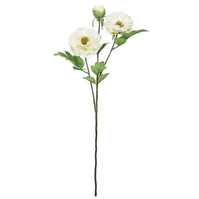 Tiges de pivoines