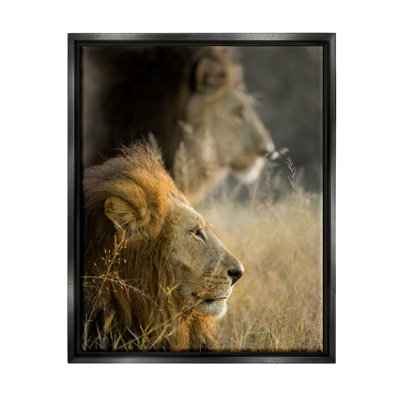 Au-831-Framed " Lions Lounging Savanna Photography " by Danita Delimont