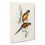 Crimson-Bellied Parakeets by Elizabeth Gould - Wrapped Canvas-55371971
