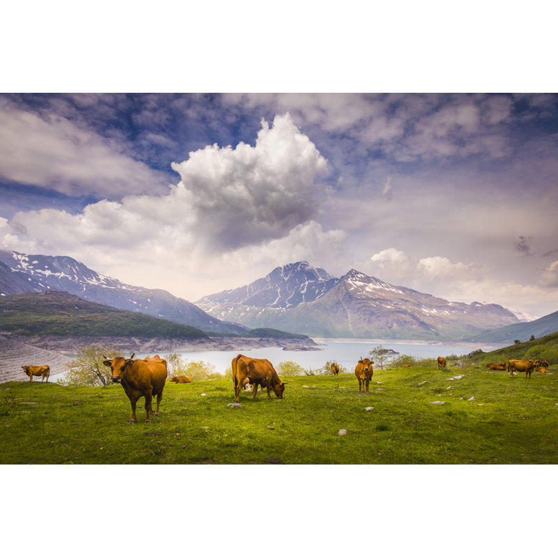 Cows Herding In Lake Mont Cenis, Alpine Landscape In Gran Paradiso In Italy by Agustavop - No Frame Print on Canvas