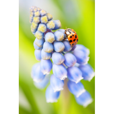 Coccinelle sur une jacinthe par Cinoby