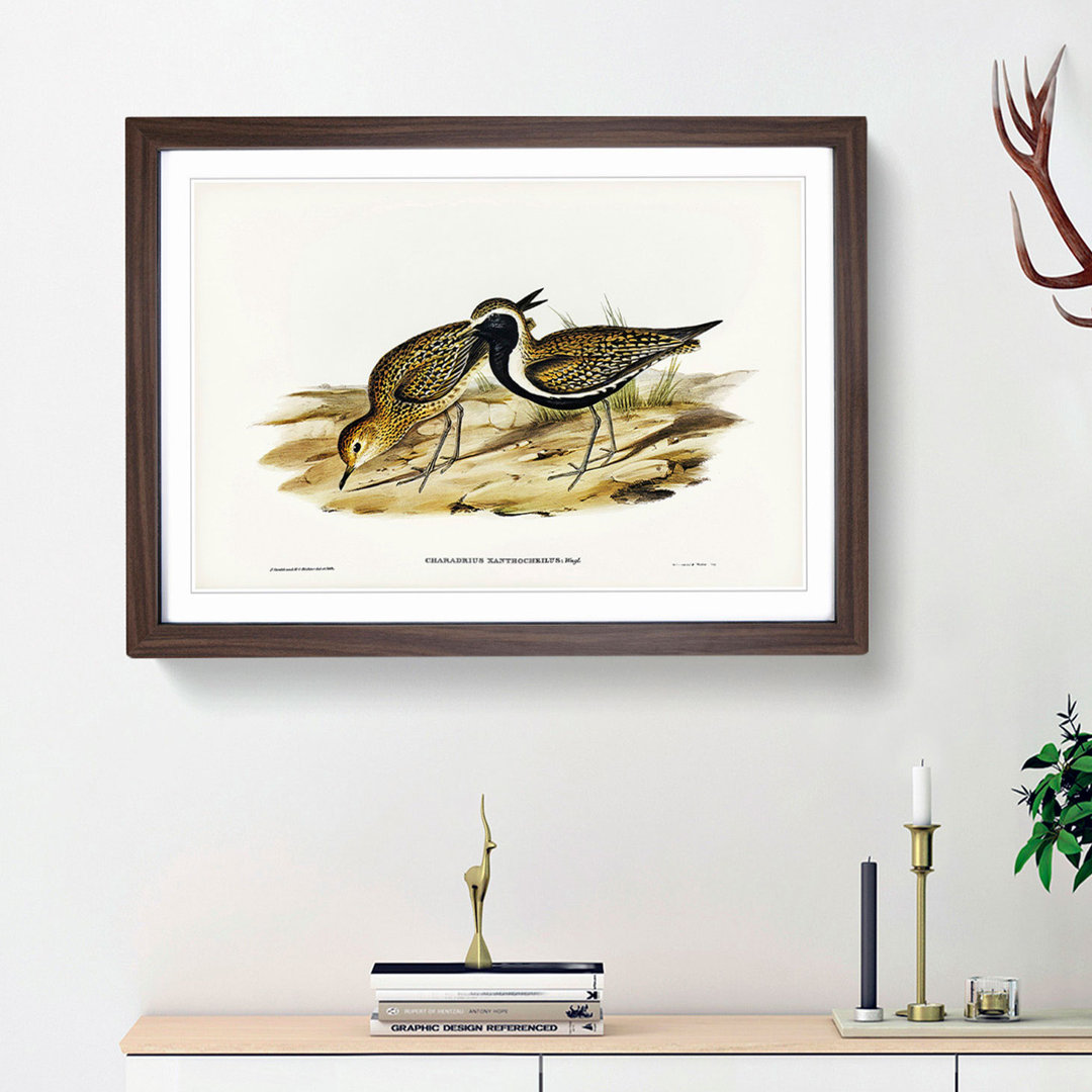 Australian Golden Plover by Elizabeth Gould - Framed Print