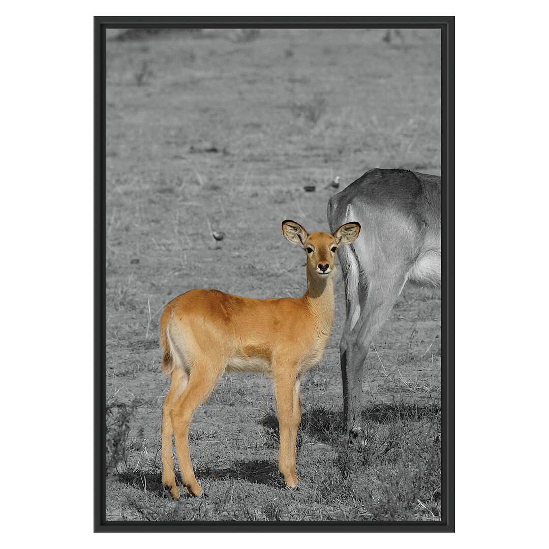 Gerahmtes Wandbild Indische Gazelle mit Jungtier