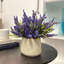 Ferdinand Heather en pot-28784517