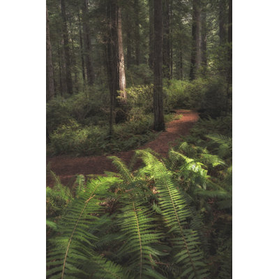 «Fern Lined Path» par Danny Head - reproduction d'art sur toile tendue