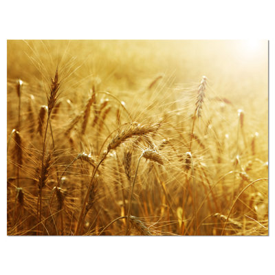 " Golden Wheat Field "