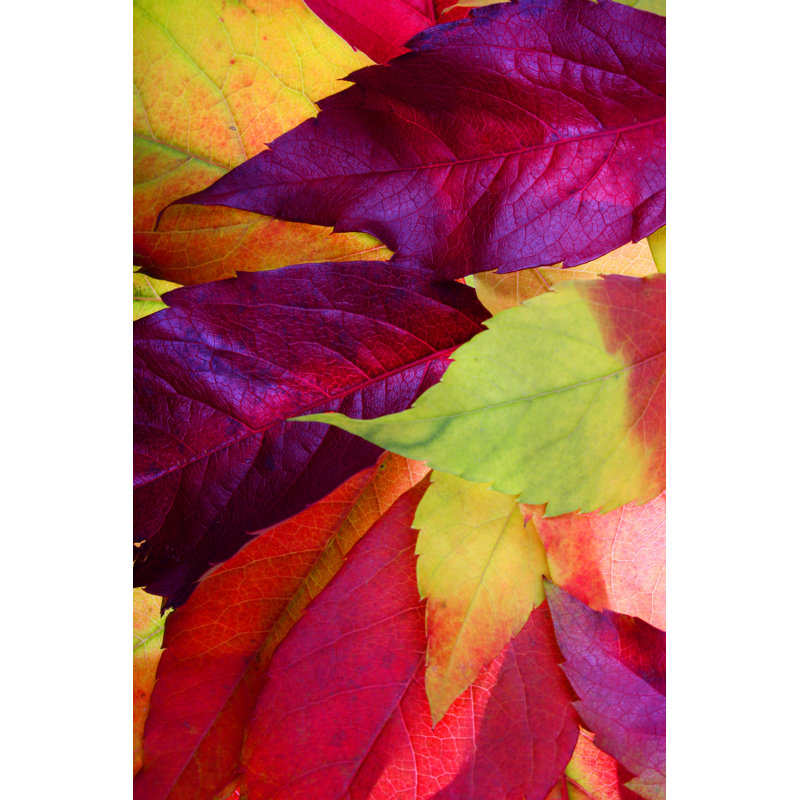 A Picture Of Colourful Autumn Leaves On A Background by Pkruger - Wrapped Canvas Print, 45.72cm H x 30.48cm W