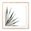 Agave II Print by Jess Engle-48615488-48615489