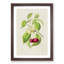 Illustration of Cherries - Framed Print-55641189-55641190