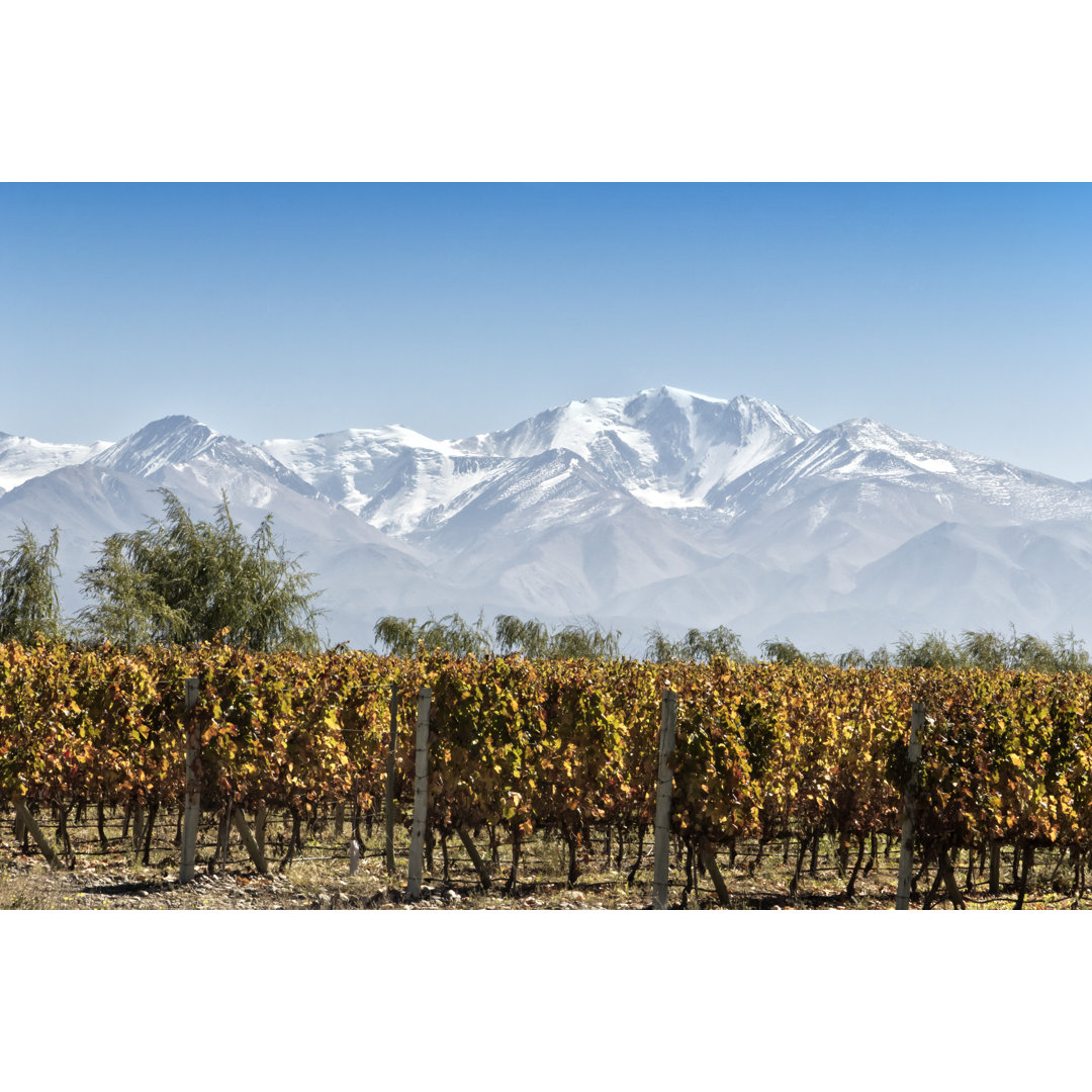 Vineyard In Fall von EAQ - Kunstdrucke auf Leinwand - Wrapped Canvas