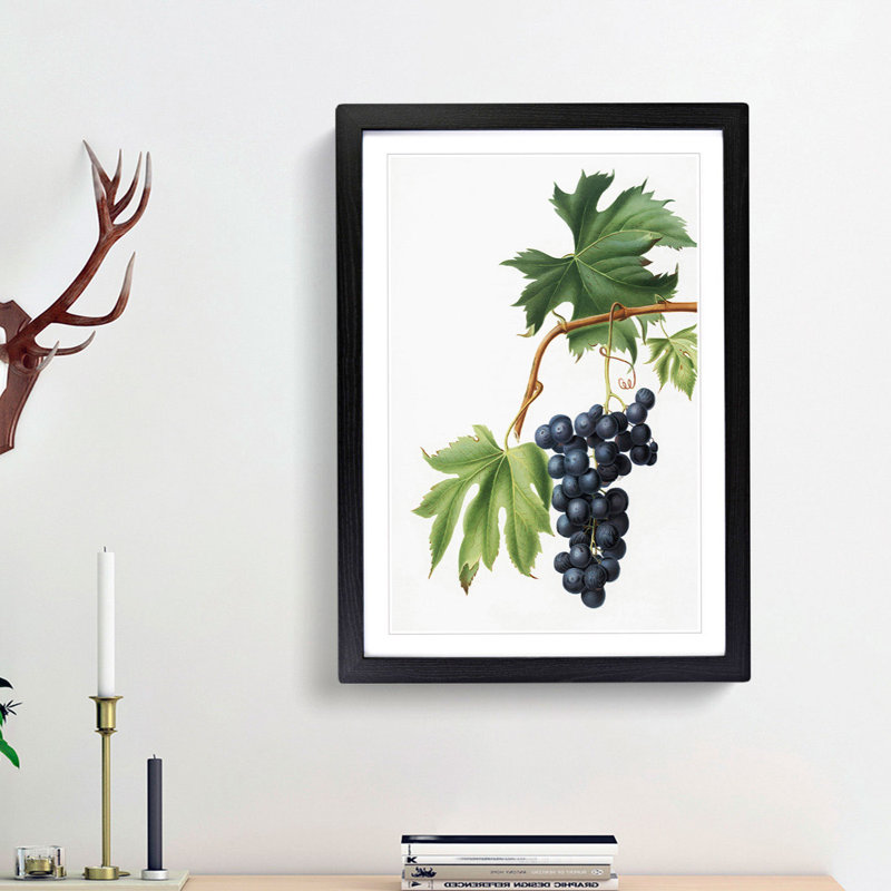 Brachetto Grapes by Giorgio Gallesio - Picture Frame Painting Print, 36cm H x 27cm W x 2cm D, Black Framed
