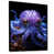 Black Floater Framed